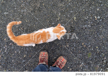 足もとに寄ってくる猫 茶白猫 足もとに寄ってくる猫 茶白猫 81979091