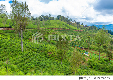 Picturesque natural landscape. Green tea plantations in the highlands. Growing tea Picturesque natural landscape. Green tea plantations in the highlands. Growing tea 81979275