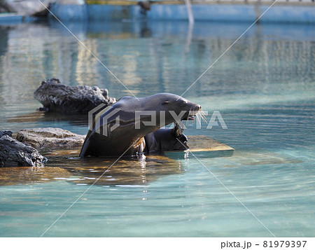 水の中で遊ぶアシカ 水の中で遊ぶアシカ 81979397