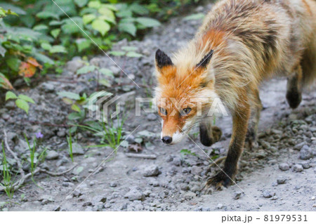 知床横断道で出会った野生のキタキツネ 知床横断道で出会った野生のキタキツネ 81979531