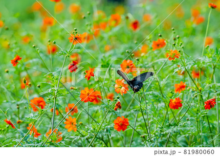オレンジのキバナコスモスとクロアゲハ、花畑と蝶々、コスモス、きいろのはな、秋の花、黄色、きいろ、 オレンジのキバナコスモスとクロアゲハ、花畑と蝶々、コスモス、きいろのはな、秋の花、黄色、きいろ、 81980060