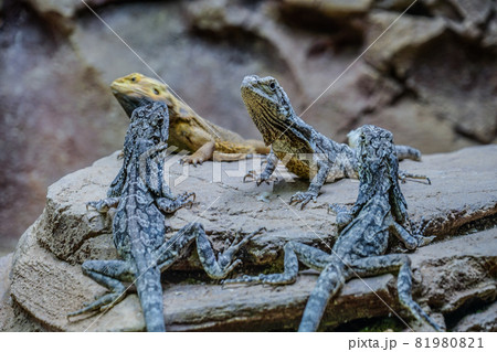 とかげの群れのイメージの写真素材 [81980821] - PIXTA