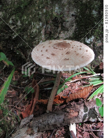 カラカサタケ カラカサタケ 81980930