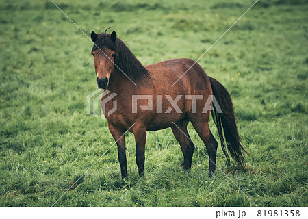 Single icelandic horse 81981358