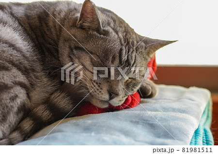 クッションで寝る猫 クッションで寝る猫 81981511