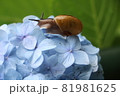 青い紫陽花とカタツムリ 81981625