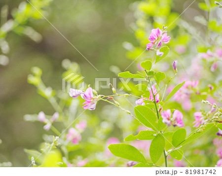 可憐な萩の花 81981742
