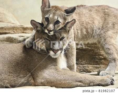 ピューマの親子 81982107