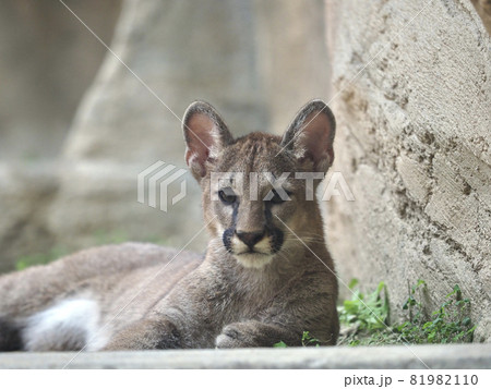 ピューマの子供 ピューマの子供 81982110