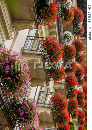 Apartment or hotel with geranium pots on the balcony Apartment or hotel with geranium pots on the balcony 81982402