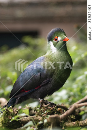 Exotic white cheeked bird turaco Tauraco leucotis 81982403