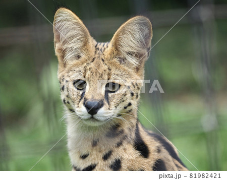 サーバルの顔のアップ 81982421