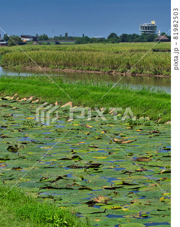 新潟市福島潟　オニバス池の風景 81982503