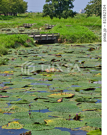 新潟市福島潟 オニバス池の風景 新潟市福島潟 オニバス池の風景 81982504