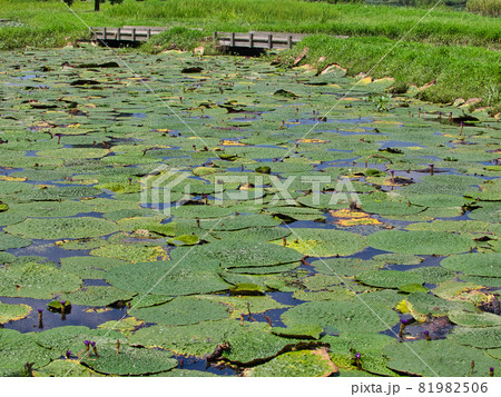 新潟市福島潟　オニバス池の風景 81982506
