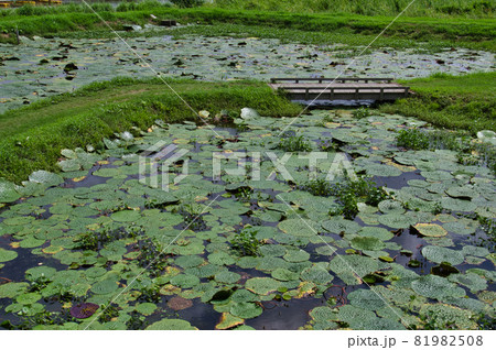 新潟市福島潟　オニバス池の風景 81982508