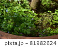 鉢の中の池 81982624