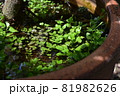 ヒヨコグサと鉢の中の池 81982626