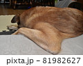 犬の哀愁漂う背中 81982627