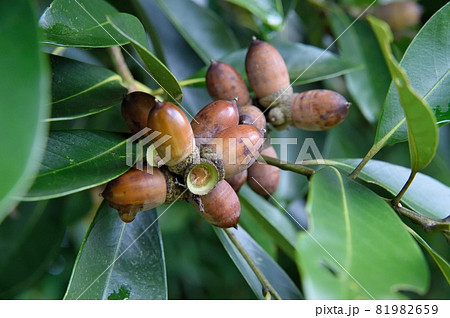 マテバシイの実 81982659