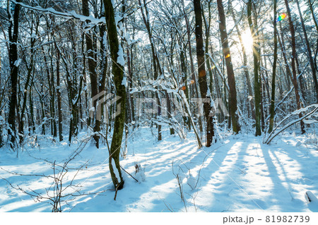 The sun between the trees in the winter forest 81982739