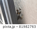 ドロバチが外壁に巣を作る 81982763