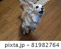 犬吠える 81982764