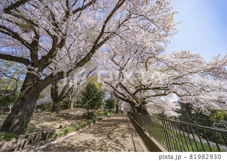 相模原市 横山公園の桜 81982930