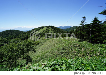 群馬県野反湖　三壁山から高沢山へ向かう登山道から見る高沢山方面　 81983012