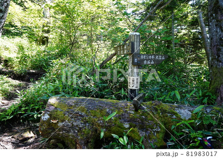 群馬県野反湖 三壁山から高沢山へ向かう登山道の途中 カモシカ平への分岐場所 群馬県野反湖 三壁山から高沢山へ向かう登山道の途中 カモシカ平への分岐場所 81983017