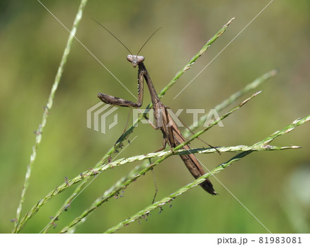 カマキリ 81983081