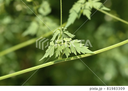 Balloon vine 81983309