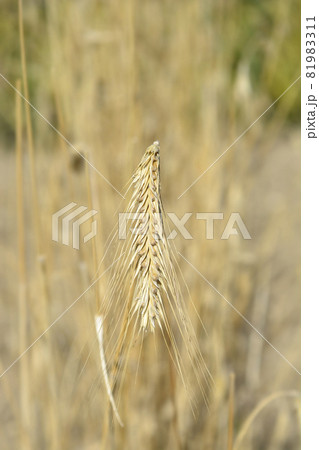 Rye 81983311