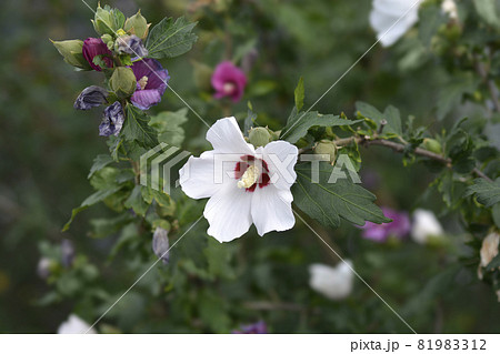 Rose Of Sharon 81983312