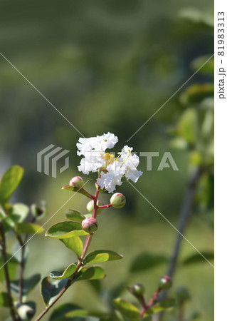 Crepe myrtle White Sensation 81983313