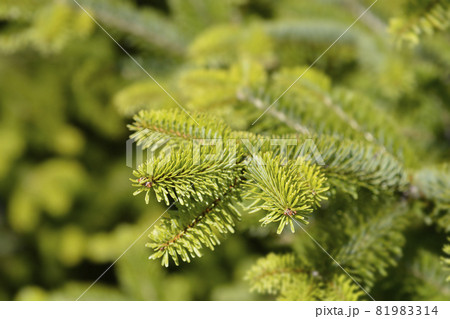 Nordmann fir Nordmann fir 81983314