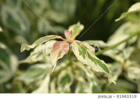 Wedding cake tree Wedding cake tree 81983319