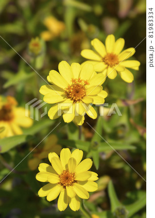 Common zinnia 81983334