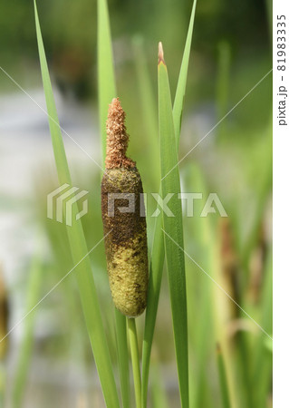 Shuttleworths Cattail 81983335