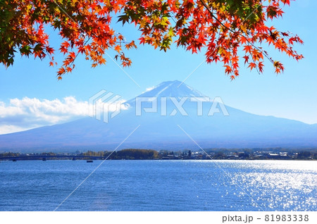 冨士河口湖町 紅葉モミジと富士山と河口湖と青空 冨士河口湖町 紅葉モミジと富士山と河口湖と青空 81983338