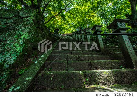 階段と木々を大山の登山道 階段と木々を大山の登山道 81983463