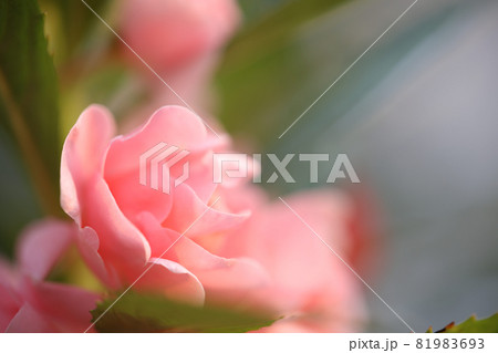 Impatiens balsamina rose flower closeup 81983693