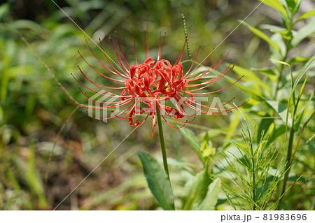 ヒガンバナ 81983696