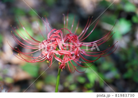 ヒガンバナ 81983730