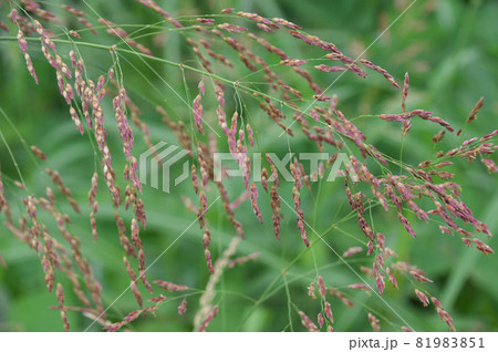 セイバンモロコシ 81983851