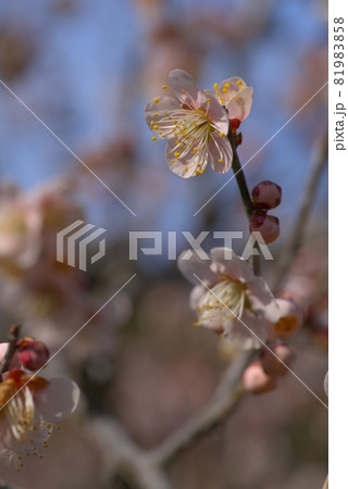 小鳥の森（三徳園）の梅園で咲く梅の花（鶯宿）のクローズアップ　岡山県岡山市東区 81983858