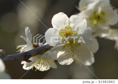 小鳥の森（三徳園）の梅園に咲いている白梅のクローズアップ2　岡山県岡山市東区 81983862