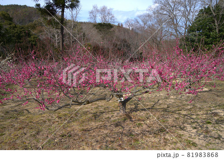 小鳥の森（三徳園）の梅園に咲く紅梅　岡山県岡山市東区 81983868