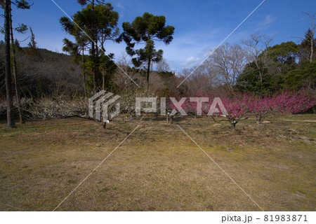小鳥の森(三徳園) 梅園に咲く紅白の梅の花と青空 岡山県岡山市東区 小鳥の森(三徳園) 梅園に咲く紅白の梅の花と青空 岡山県岡山市東区 81983871