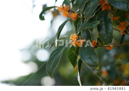 キンモクセイ 81983881